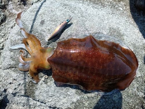 アオリイカの釣果