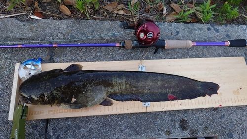 マナマズの釣果