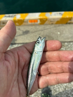 サバの釣果