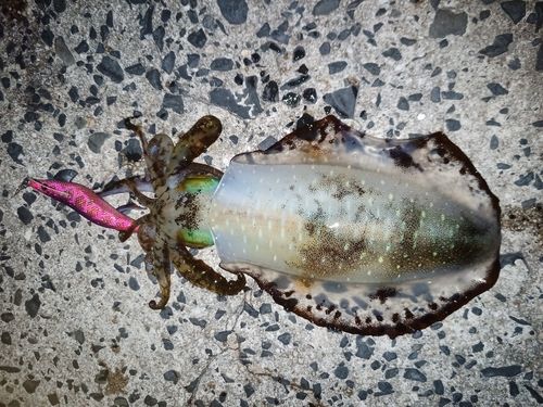 アオリイカの釣果