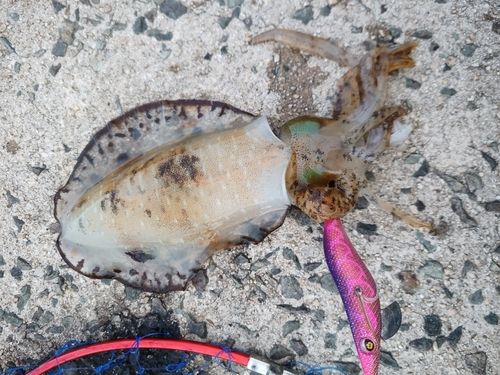 アオリイカの釣果