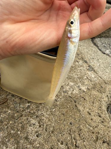 キスの釣果