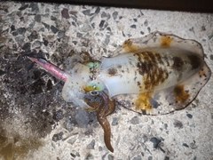 アオリイカの釣果