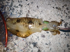 アオリイカの釣果