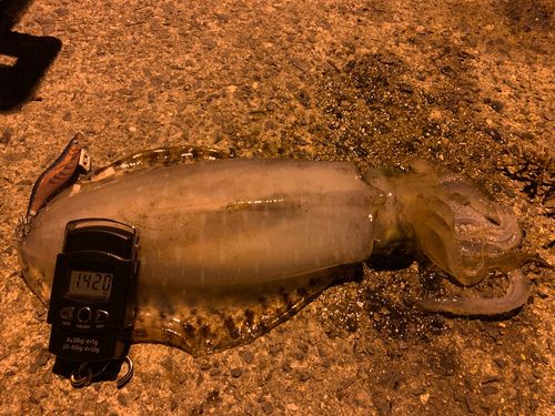 アオリイカの釣果
