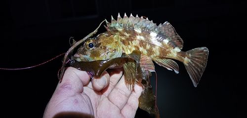 ガシラの釣果