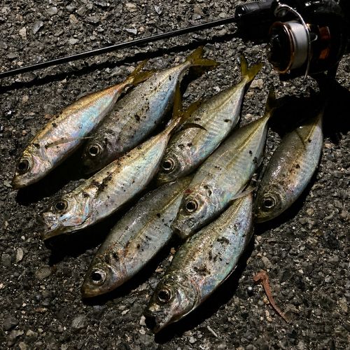 アジの釣果