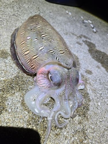 モンゴウイカの釣果