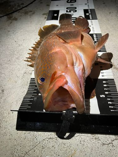 アコウの釣果