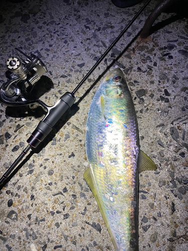 ターポンの釣果
