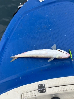 エソの釣果