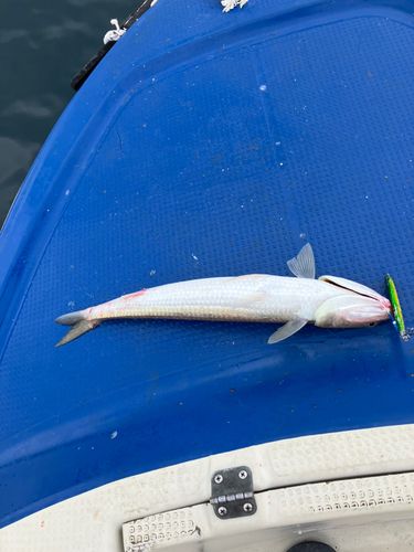 エソの釣果