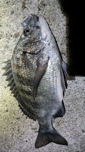 クロダイの釣果