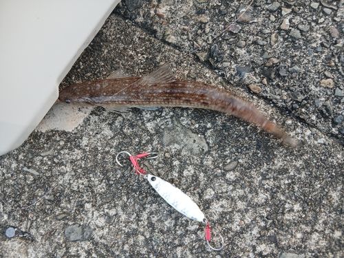 エソの釣果