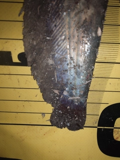 ナマズの釣果