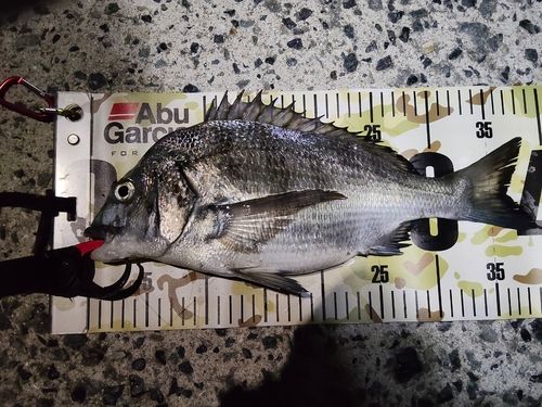 クロダイの釣果