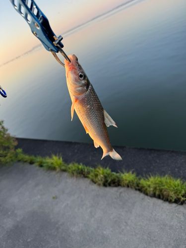 ニゴイの釣果