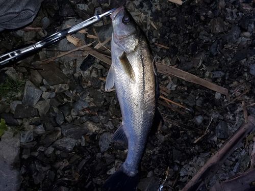 スズキの釣果