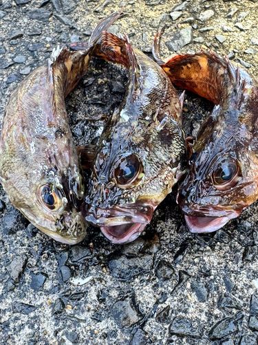 カサゴの釣果