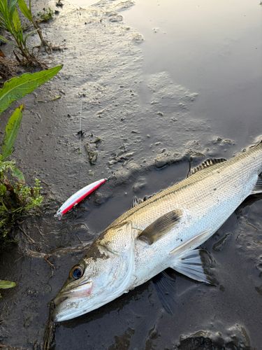 シーバスの釣果