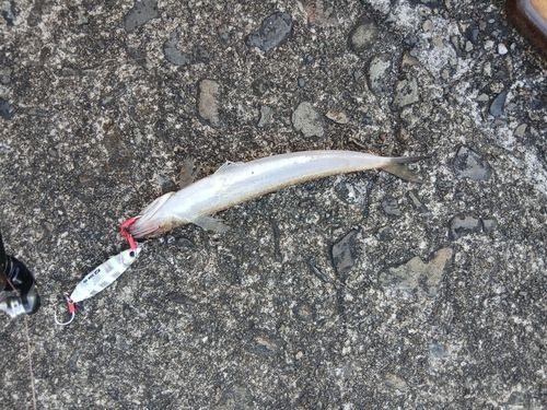 エソの釣果