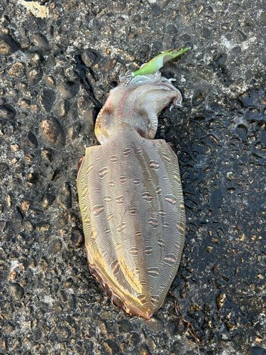 モンゴウイカの釣果