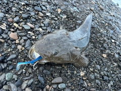 マゴチの釣果
