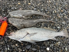 オオニベの釣果