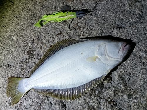 ソゲの釣果