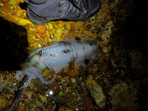 アオリイカの釣果