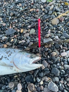サクラマスの釣果