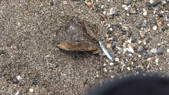 アカエイの釣果