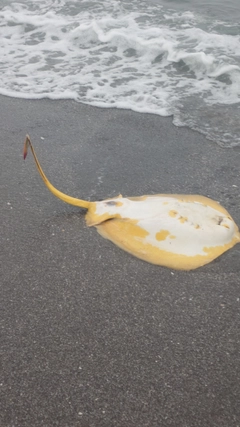 アカエイの釣果