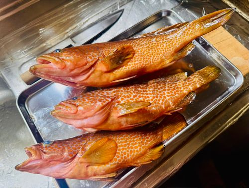 キジハタの釣果