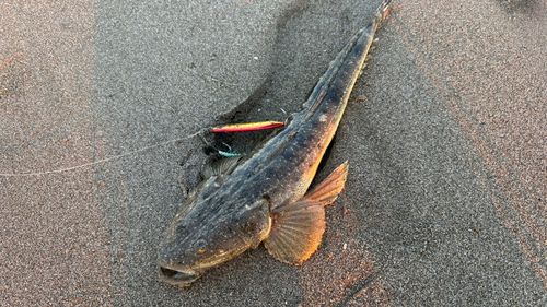 マゴチの釣果