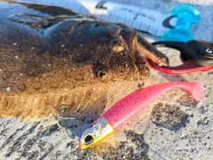 ヒラメの釣果