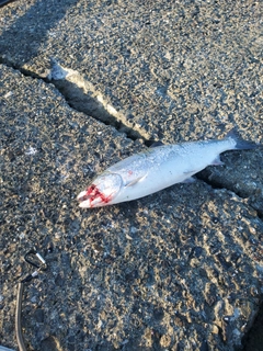 サクラマスの釣果