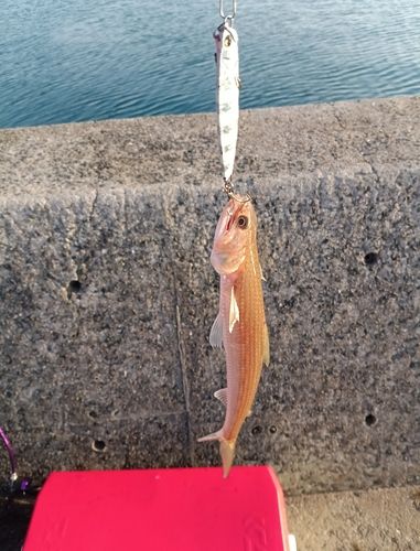 エソの釣果