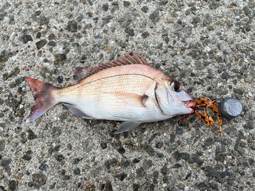 マダイの釣果