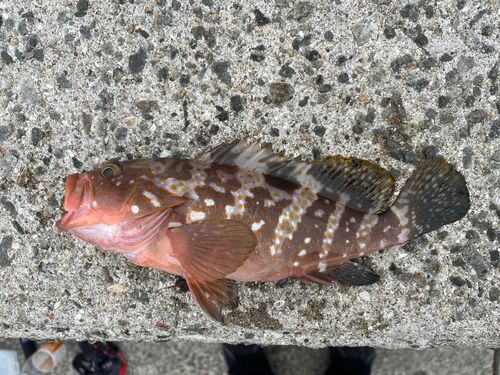 アコウの釣果