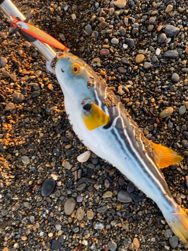 フグの釣果