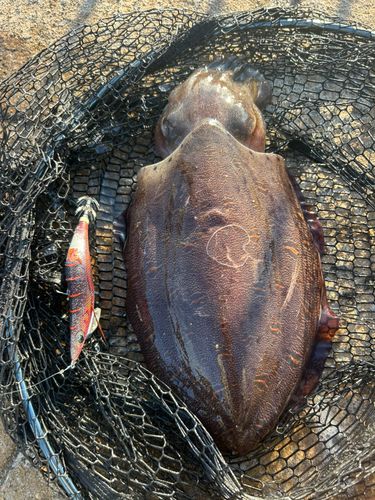 コウイカの釣果