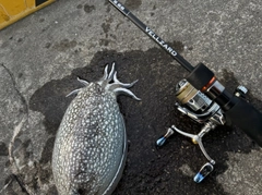 シリヤケイカの釣果