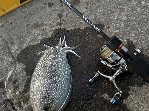 シリヤケイカの釣果