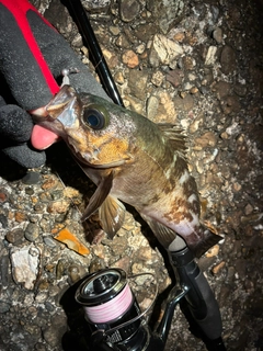 メバルの釣果