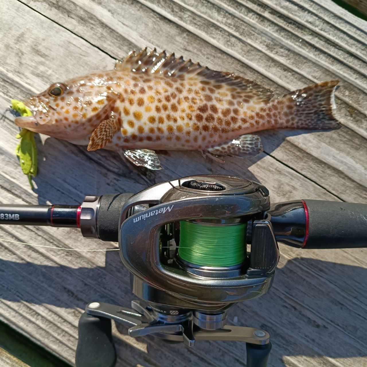 DAIWA 22HRF® (ハードロックフィッシュ) 83MB・Qの最安値・インプレ