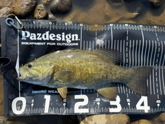 スモールマウスバスの釣果