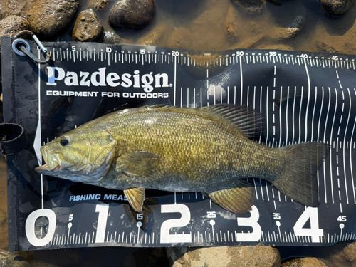 スモールマウスバスの釣果