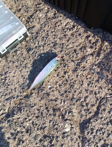 サバの釣果