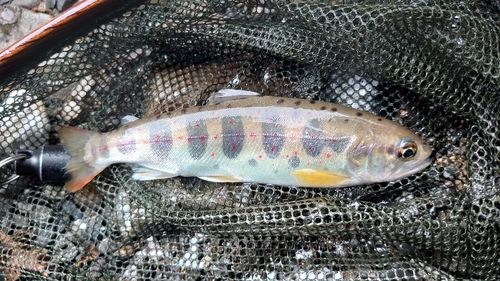 アマゴの釣果